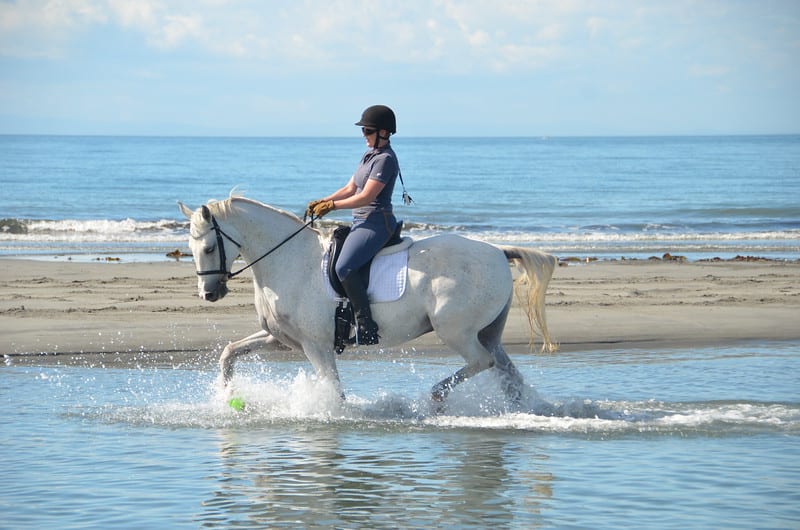 Holistic Equestrian, LLC